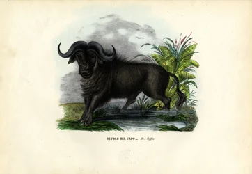 African Buffalo, 1863-79